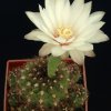 Gymnocalycium_mesopotamicum